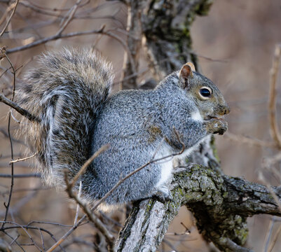 astern Gray Squirrel (Sciurus carolinensis) Eating a Nut on a Bare Winter Tree