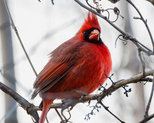 Super Close Portrait Of Northern Cardinal (Cardinalis cardinalis) In Tree
