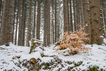 Dry beech leaves on a small tree covered with snow in a forest with spruces.
