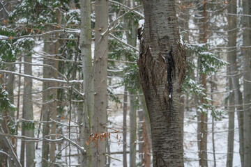 Damaged part of a cherry tree trunk in the form of a crack outside in the forest in winter.
