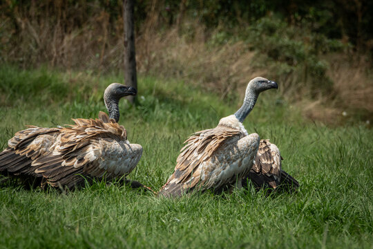 Several vultures gathered closely while feeding on a carcass hidden in tall green grass, captured in a raw and natural moment of scavenging behavior. This powerful wildlife scene illustrates the