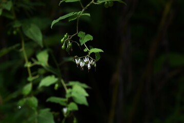 Solanum lyratum (Japanese name Hiyodori-jogo) berries. Solanaceae perennial vine. White flowers bloom in summer and the berries ripen red in autumn. They are inedible but used as a medicinal herb.