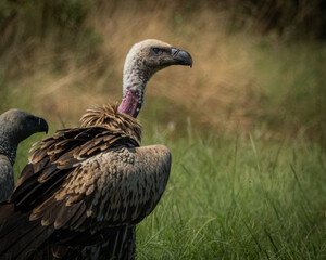 Several vultures gathered closely while feeding on a carcass hidden in tall green grass, captured in a raw and natural moment of scavenging behavior. This powerful wildlife scene illustrates the