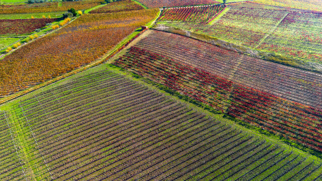 Vista a&eacute;rea de vinhedos na Bairrada, Portugal