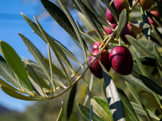 オリーブの実がなる秋の風景　香川県の小豆島	