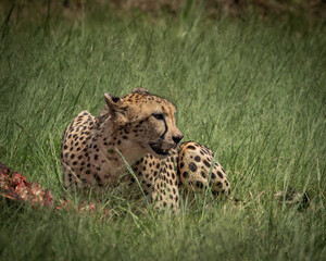 Wild cheetah lying in green grass next to a partially eaten carcass, alert and scanning the surroundings. This intense wildlife moment captures predator behavior in its natural habitat, ideal for use