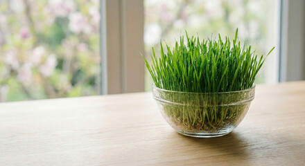 Fresh green grass growing in a glass bowl placed on a light wooden table near a window
