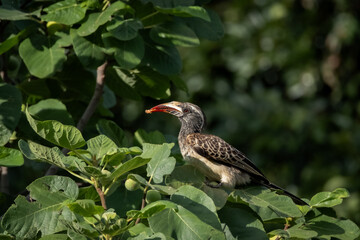 Wild red billed hornbill resting on a leafy branch in bright natural light. The bird's distinctive curved red bill and patterned plumage create an eye catching wildlife scene with rich detail. Ideal