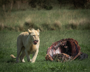 Side view of a lioness walking alertly through green grass, mouth slightly open and eyes fixed ahead. Captured in natural light, this image conveys strength, purpose, and raw wildlife energy. Ideal