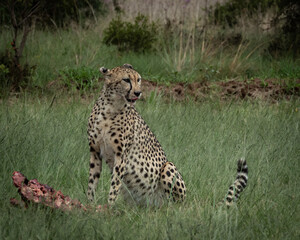 Wild cheetah lying in green grass next to a partially eaten carcass, alert and scanning the surroundings. This intense wildlife moment captures predator behavior in its natural habitat, ideal for use