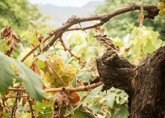 Racimo de uvas blancas madurando entre hojas verdes y secas en una viña tradicional iluminada por luz natural suave.