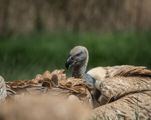 Obraz premium Several vultures gathered closely while feeding on a carcass hidden in tall green grass, captured in a raw and natural moment of scavenging behavior. This powerful wildlife scene illustrates the