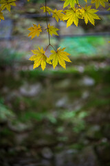Yellow Maple Leaves Hanging Bokeh Minimalist Background