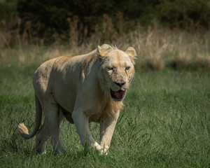 Obraz premium Side view of a lioness walking alertly through green grass, mouth slightly open and eyes fixed ahead. Captured in natural light, this image conveys strength, purpose, and raw wildlife energy. Ideal