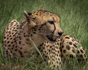 Wild cheetah lying in green grass next to a partially eaten carcass, alert and scanning the surroundings. This intense wildlife moment captures predator behavior in its natural habitat, ideal for use