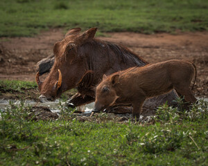 Adult warthog and young piglet seen quenching their thirst at a muddy waterhole in the wild. The animals are partially covered in mud, emphasizing natural behavior and life in the African savanna