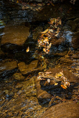 Autumn Leaves Rocks Stream Bed Water Close Up