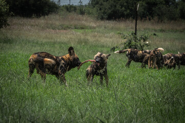 Close-up of an African wild dog in a natural grassy environment, with distinctive mottled coat and upright ears. The animal appears focused and attentive, embodying the alertness and social behavior