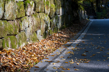 Mossy Stone Wall Autumn Leaves Asphalt Road Sunlight