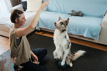 A border collie sits upright on a balance pod while the owner cues the exercise. The moment captures discipline, communication, and structured dog training.
