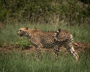 Wild cheetah lying in green grass next to a partially eaten carcass, alert and scanning the surroundings. This intense wildlife moment captures predator behavior in its natural habitat, ideal for use