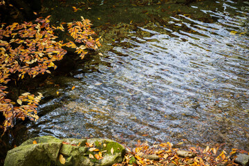 Autumn Fallen Leaves Water Ripples Surface Texture Overhead