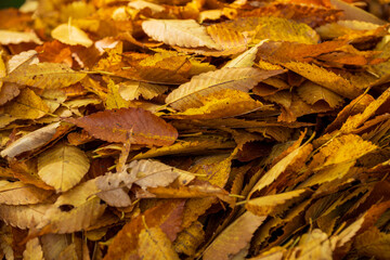 Vibrant Autumn Fallen Leaves Piled Up Texture Background
