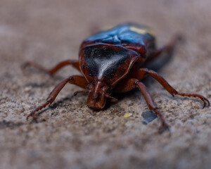 Detailed macro image of a shield bug with glossy brown and black coloration resting on a textured outdoor surface. The shallow depth of field highlights the insect's unique body shape, legs, and