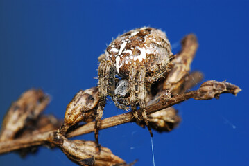 spider on a leaf