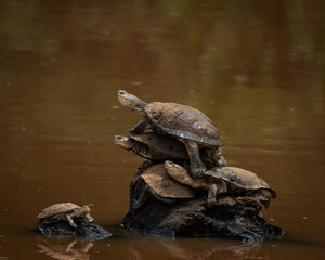 Obraz premium Cluster of turtles resting on a partially submerged log in brown, still water, with one turtle climbing and another approaching from the side. This peaceful yet dynamic wildlife scene showcases