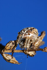 spider on a leaf