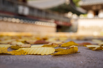 Autumn Yellow Leaves on Temple Courtyard Ground
