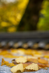 Yellow Autumn Leaves Pavement Surface Dark Blurred Background