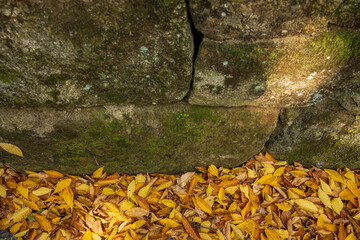 Yellow Autumn Leaves Stone Wall Moss Texture Detail