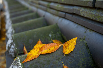 Yellow Autumn Leaves Korean Traditional Tile Roof Detail