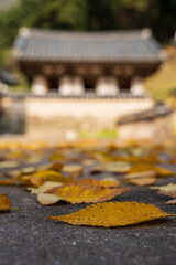 Autumn Fallen Leaves before Traditional Korean Architecture
