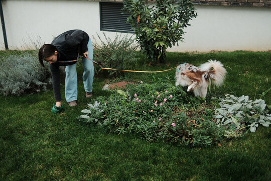 A woman cleans up after her Border Collie in a residential garden during a walk. Concept highlights responsible ownership and eco-friendly pet habits.
