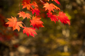 Vibrant Red Maple Leaves Autumn Sunlight Detail Focus