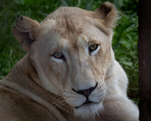 Powerful adult lion relaxing in tall green grass, framed by natural foliage for a dramatic wildlife atmosphere. The warm tones of the lion's mane contrast with the vibrant greenery, creating a