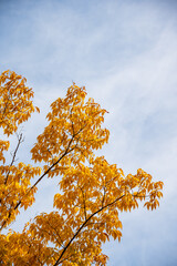 Golden Autumn Leaves Against Soft Blue Sky Background