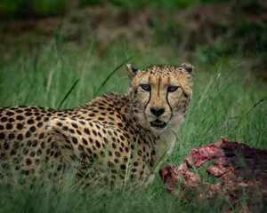Wild cheetah lying in green grass next to a partially eaten carcass, alert and scanning the surroundings. This intense wildlife moment captures predator behavior in its natural habitat, ideal for use