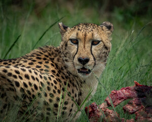 Wild cheetah lying in green grass next to a partially eaten carcass, alert and scanning the surroundings. This intense wildlife moment captures predator behavior in its natural habitat, ideal for use