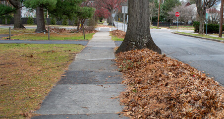 Concrete sidewalk blocked by large pile of autumn leaves near tree trunk