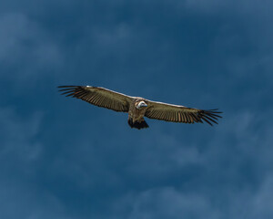 Several vultures gathered closely while feeding on a carcass hidden in tall green grass, captured in a raw and natural moment of scavenging behavior. This powerful wildlife scene illustrates the