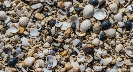 Close-up view of a beach surface covered in various sizes and shapes of seashells, mixed with tiny pebbles and sand particles. Colors range from white to gray and tan