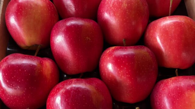 Galaval  variety apples arranged in crate, tracking shot on gala red apples