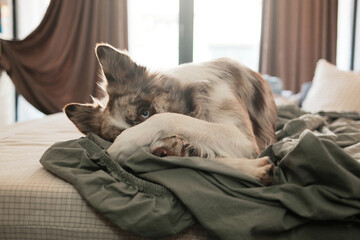 The dog lies on the bed and covers its face with a paw. The scene conveys humor, shyness and playful home behavior.