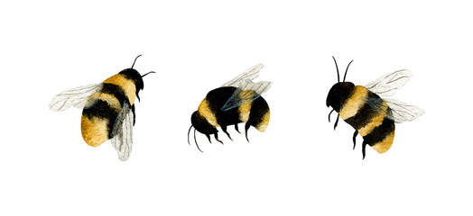 Watercolor set of three bumble bees illustration on white background for summer garden design, nursery decor, wedding invitations, and cards