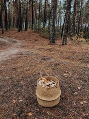 autumn in the forest