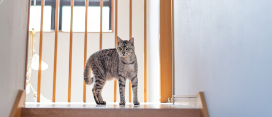 家の中を歩く猫　サバトラ猫
